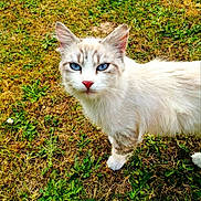 Mademoiselle participe au concours pour gagner de l'argent avec cette photo : alert, animal, blue_eyes, cat, close_up, cute, daylight, feline, fur, garden, grass, mammal, nature, outdoor, pet, pink_nose, portrait, standing, whiskers, white_cat