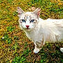 alert, animal, blue_eyes, cat, close_up, cute, daylight, feline, fur, garden, grass, mammal, nature, outdoor, pet, pink_nose, portrait, standing, whiskers, white_cat