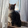 cat, tabby_cat, pet, indoor, window, curtain, sunlight, windowsill, cat_tree, fuzzy_bed, whiskers, fur, ears, portrait, sitting, cozy, relaxed, shadow, mesh_screen, home