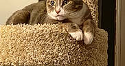 Luna joined the competition — help win amazing prizes! carpeted, cat, cat_tree, close_up, cozy, ears, eyes, feline, home, indoor, looking_away, mammal, paws, perch, pet, portrait, relaxed, sleepy, tabby_cat, whiskers