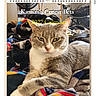 advertisement, animal, blanket, calendar_cover, cat, closeup, colorful_blanket, domestic_cat, feline, fur, gray_cat, indoor, mammal, pet, portrait, promotion, resting_cat, text_overlay, webpage, white_cat