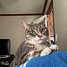 blue_shirt, cat, closeup, curious, domestic_animal, door, feline, furniture, green_eyes, household, indoor, paws, person, pet, relaxed, shoulder, tabby_cat, television, whiskers, wooden_trim