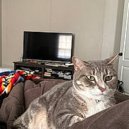 Luna joined the competition — help win amazing prizes! animal, blanket, cat, collar, couch, cozy, domestic_cat, ears, eyes, fur, furniture, gray_tabby, home, indoor, living_room, pet, relaxed, resting, television, whiskers