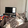 animal, blanket, cat, collar, couch, cozy, domestic_cat, ears, eyes, fur, furniture, gray_tabby, home, indoor, living_room, pet, relaxed, resting, television, whiskers