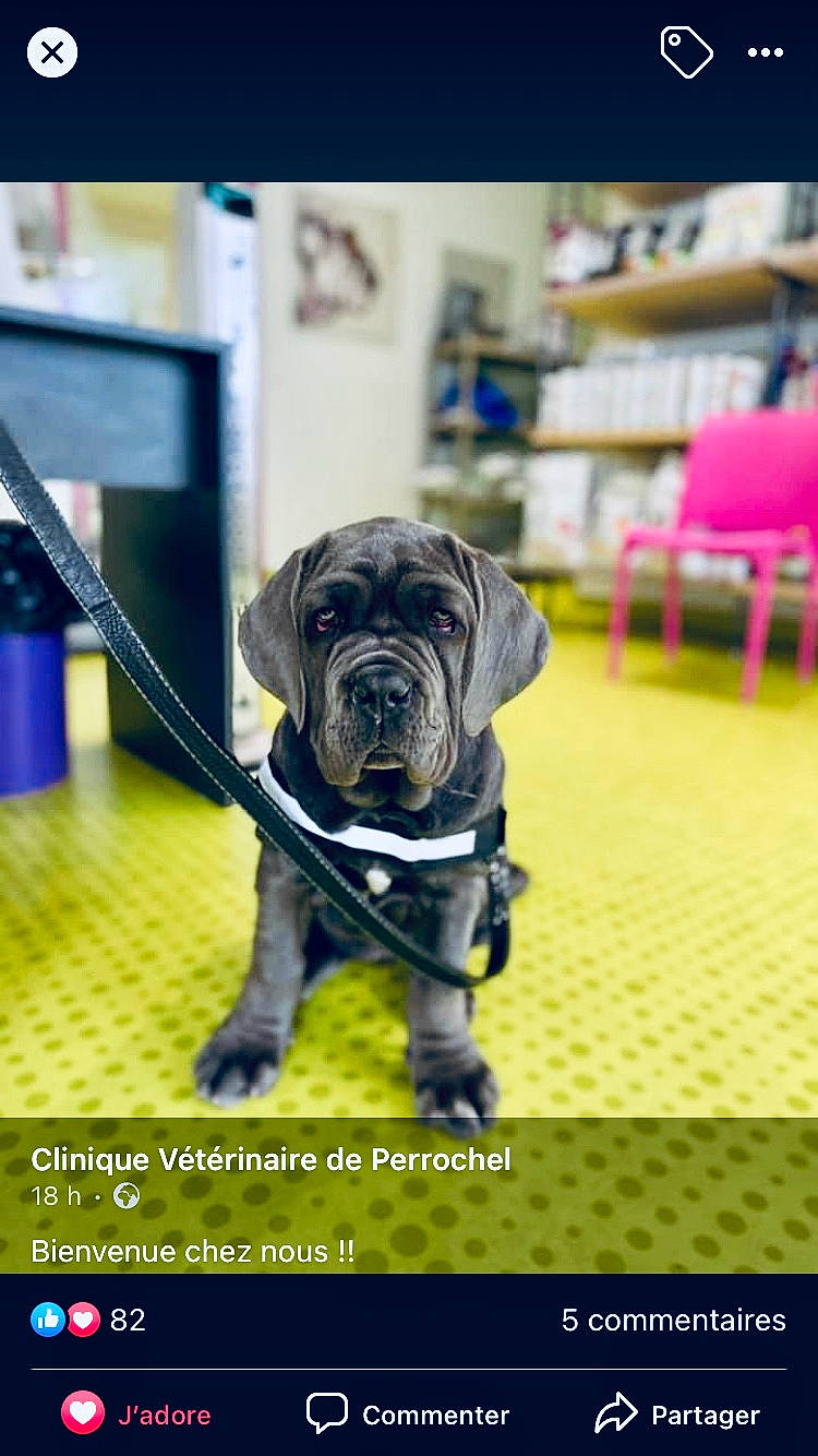 Raymonde participe au concours pour gagner de l'argent avec cette photo : ancient_dog_breeds, bullmastiff, cane_corso, canidae, carnivore, companion_dog, conformation_show, dog, dog_breed, english_mastiff, guard_dog, mammal, molosser, neapolitan_mastiff, puppy, rare_breed_dog, snout, sporting_group, vertebrate, working_dog