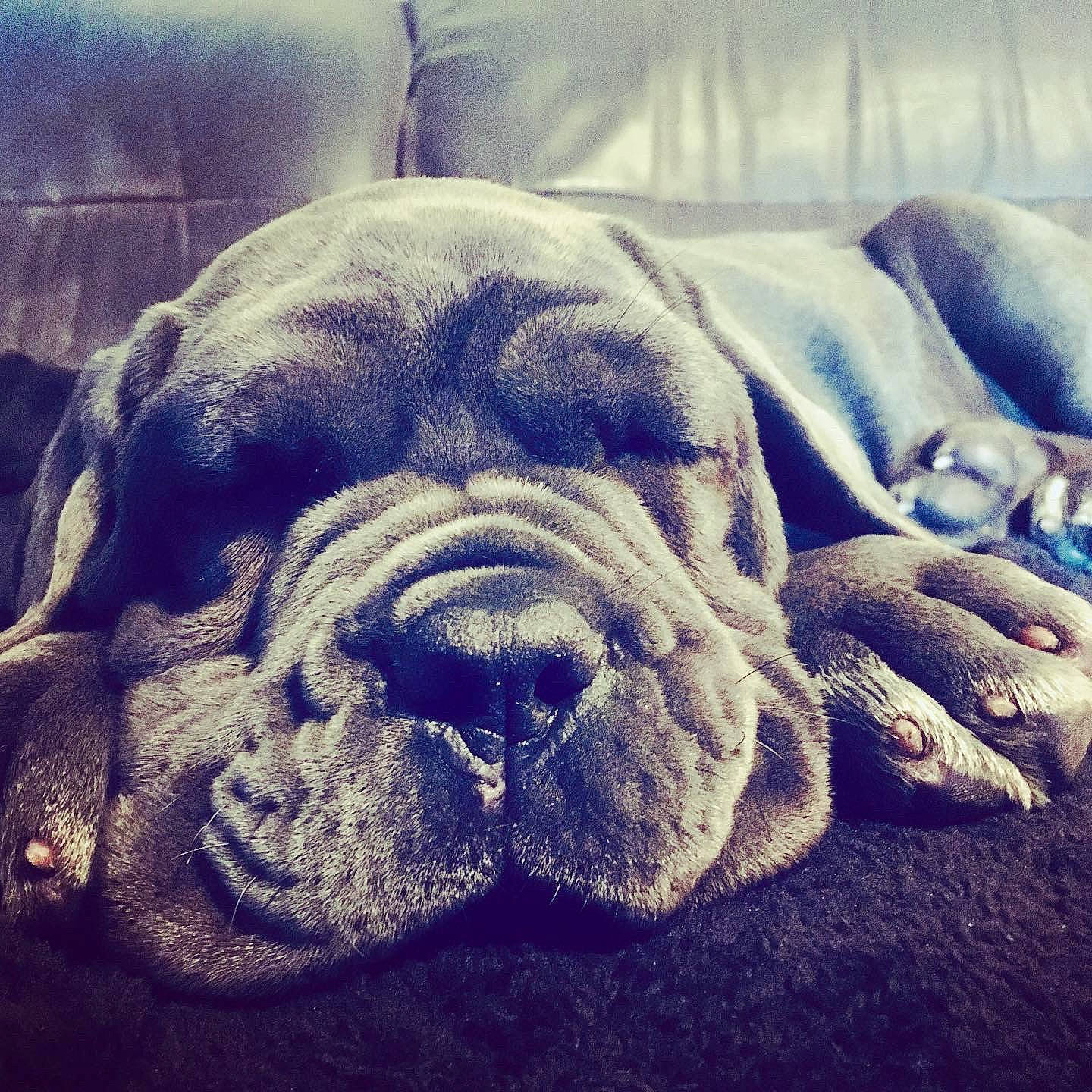 Raymonde a rejoint le concours — aidez-le/la à gagner de superbes lots ! bulldog, canidae, carnivore, companion_dog, dog, dog_breed, dogue_de_bordeaux, english_mastiff, korean_mastiff, mammal, molosser, nap, neapolitan_mastiff, old_english_bulldog, sky, sleep, snout, sporting_group, vertebrate, wrinkle