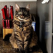 Toast Malone is registered to the contest to win money with this photo: cat, tabby, feline, kitchen, countertop, knives, knife_block, pasta_box, fur, whiskers, ears, sitting, curious, indoor, domestic, pet, animal, eyes, tail, granite