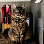 cat, tabby, feline, kitchen, countertop, knives, knife_block, pasta_box, fur, whiskers, ears, sitting, curious, indoor, domestic, pet, animal, eyes, tail, granite