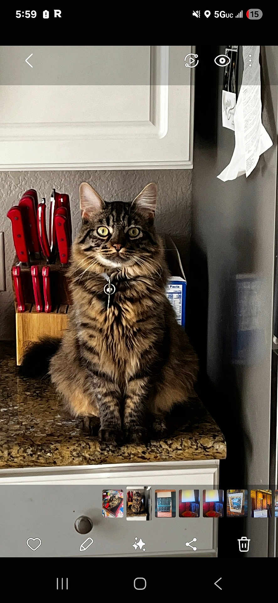 Toast Malone is registered to the contest to win money with this photo: cat, tabby, feline, kitchen, countertop, knives, knife_block, pasta_box, fur, whiskers, ears, sitting, curious, indoor, domestic, pet, animal, eyes, tail, granite
