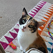 Poppy is registered to the contest to win money with this photo: cat, calico_cat, pet, indoor, green_eyes, curious, toy, rug, patterned_rug, colorful, whiskers, fur, animal, cute, looking_up, floor, home, cozy, playful, domestic_cat