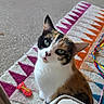 cat, calico_cat, pet, indoor, green_eyes, curious, toy, rug, patterned_rug, colorful, whiskers, fur, animal, cute, looking_up, floor, home, cozy, playful, domestic_cat