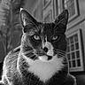 cat, black_and_white, portrait, indoor, whiskers, carpet, feline, close_up, pet, animal, relaxed, resting, eyes, fur, domestic, mammal, face, focus, background, house