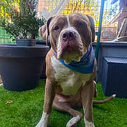 Arès a rejoint le concours — aidez-le/la à gagner de superbes lots ! animal, backyard, bandana, brown_dog, canine, collar, daytime, dog, domestic_animal, fence, grass, leaf, nature, outdoor, pet, plant, potted_plant, seated, sunlight, white_markings