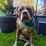 animal, backyard, bandana, brown_dog, canine, collar, daytime, dog, domestic_animal, fence, grass, leaf, nature, outdoor, pet, plant, potted_plant, seated, sunlight, white_markings