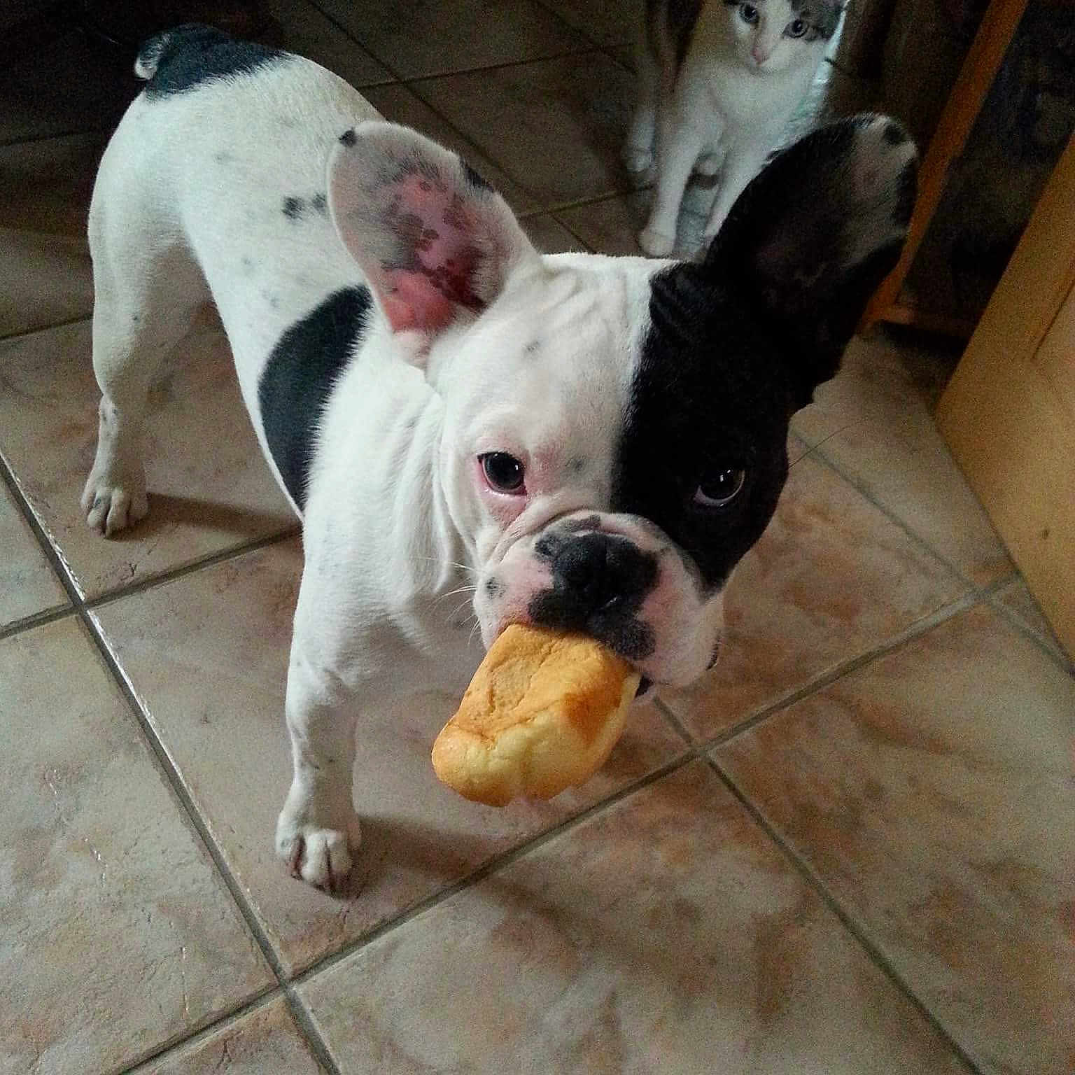 Cookie