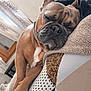 Biggie a rejoint le concours — aidez-le/la à gagner de superbes lots ! animal, blanket, closed_eyes, comfort, couch, cozy, dog, ears, french_bulldog, fur, home, indoor, nose, pattern, paws, pet, relaxed, resting, sleeping, soft