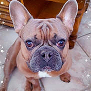Biggie participe au concours pour gagner de l'argent avec cette photo : adorable, animal, brown, closeup, companion, cute, dog, domestic, ears, expression, face, floor, french_bulldog, indoors, looking_up, pet, sitting, sparkle_effect, tile, wooden_table