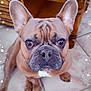 adorable, animal, brown, closeup, companion, cute, dog, domestic, ears, expression, face, floor, french_bulldog, indoors, looking_up, pet, sitting, sparkle_effect, tile, wooden_table