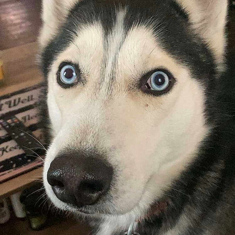 Maverick