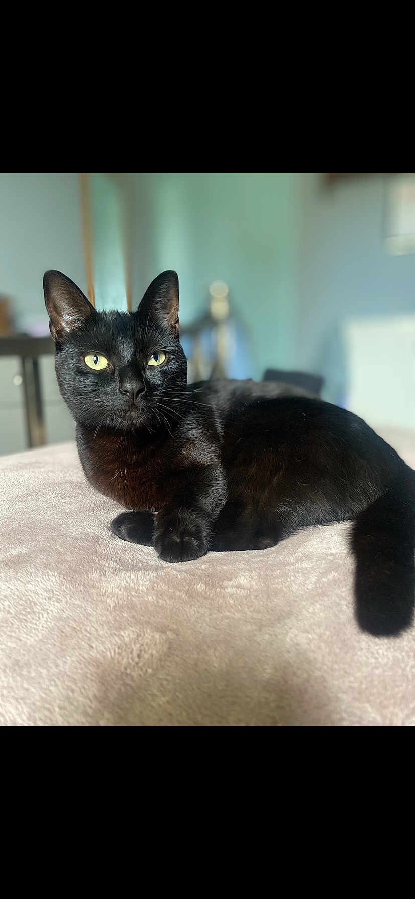 Phoebe