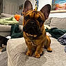 french_bulldog, puppy, dog, pet, indoor, couch, living_room, blanket, furniture, ears_up, brown_dog, portrait, cute, canine, domestic_animal, animal, sitting, young_dog, home, comfortable