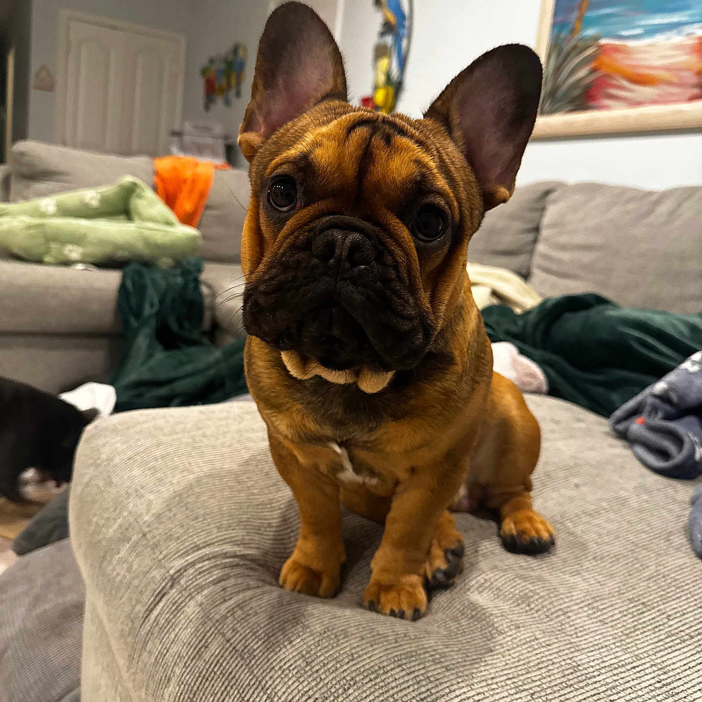 Marvin joined the competition — help win amazing prizes! french_bulldog, puppy, dog, pet, indoor, couch, living_room, blanket, furniture, ears_up, brown_dog, portrait, cute, canine, domestic_animal, animal, sitting, young_dog, home, comfortable