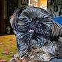 dog, pet, fluffy, cute, tongue_out, indoor, couch, carpet, home, fur, small_dog, relaxed, close_up, portrait, animal, companion, living_room, brown, black, adorable