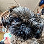 dog, close_up, fluffy, face, fur, indoor, pet, cute, animal, portrait, eye, nose, whiskers, small_dog, brown_fur, black_nose, adorable, furry, companion, domestic_animal