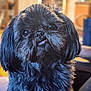 Leo is registered to the contest to win money with this photo: dog, pet, black_dog, close_up, portrait, fluffy, cute, tongue_out, indoor, animal, furry, head_tilt, expression, domestic_animal, mammal, companion, friendly, soft_light, background_blur, face