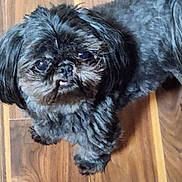 Leo is registered to the contest to win money with this photo: dog, pet, black_fur, gray_fur, small_dog, curious, looking_up, indoor, wooden_floor, cute, fluffy, animal, companion, portrait, close_up, fur, canine, adorable, domestic, friendly