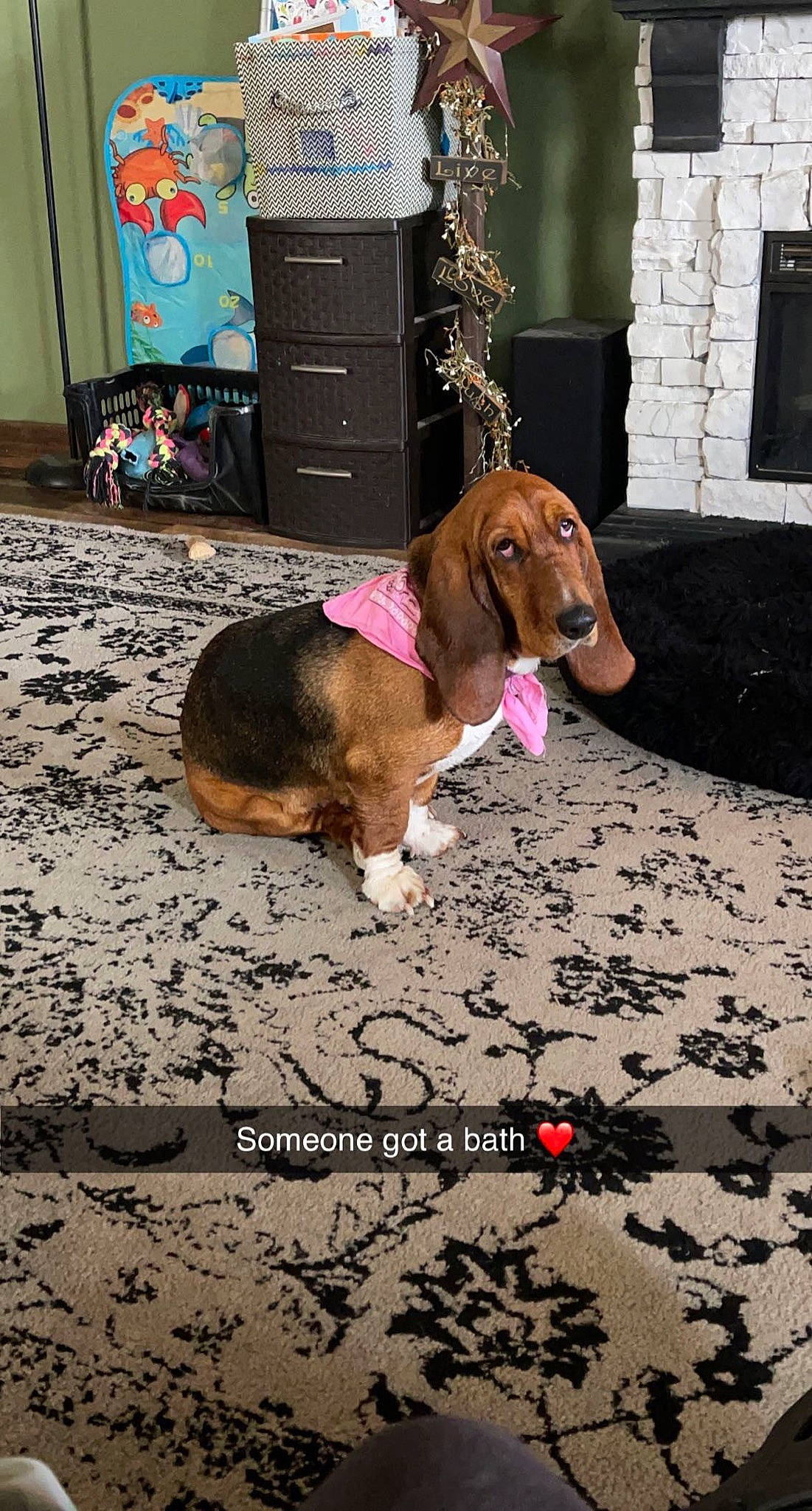 Coco is registered to the contest to win money with this photo: brown, cabinetry, canidae, carnivore, chest_of_drawers, collar, companion_dog, dog, dog_breed, dog_supply, drawer, fawn, floor, flooring, leash, liver, pet_supply, scent_hound, snout, sporting_group