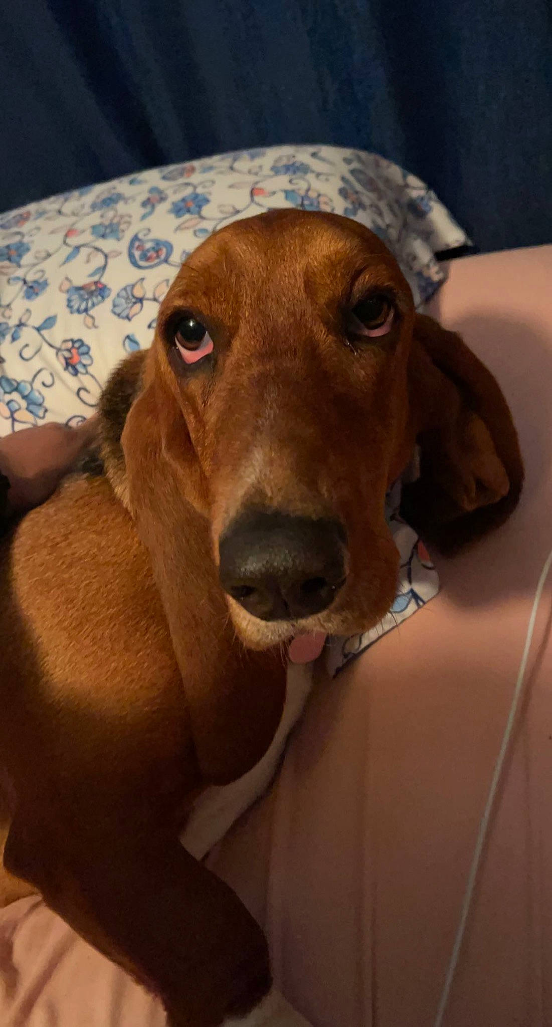 Coco joined the competition — help win amazing prizes! canidae, carnivore, collar, companion_dog, dog, dog_breed, dog_supply, ear, eye, fawn, fur, head, hound, jaw, liver, pet_supply, snout, sporting_group, whiskers, working_animal