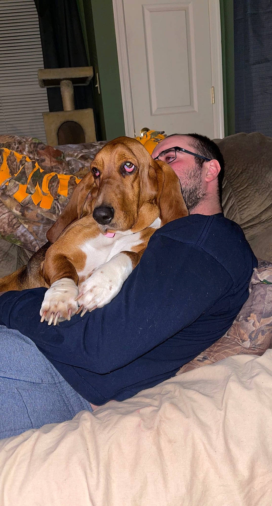 Coco joined the competition — help win amazing prizes! canidae, carnivore, chair, comfort, companion_dog, couch, dog, dog_breed, ear, fawn, flooring, fur, hound, lap, linens, mammal, scent_hound, sitting, sporting_group, working_animal