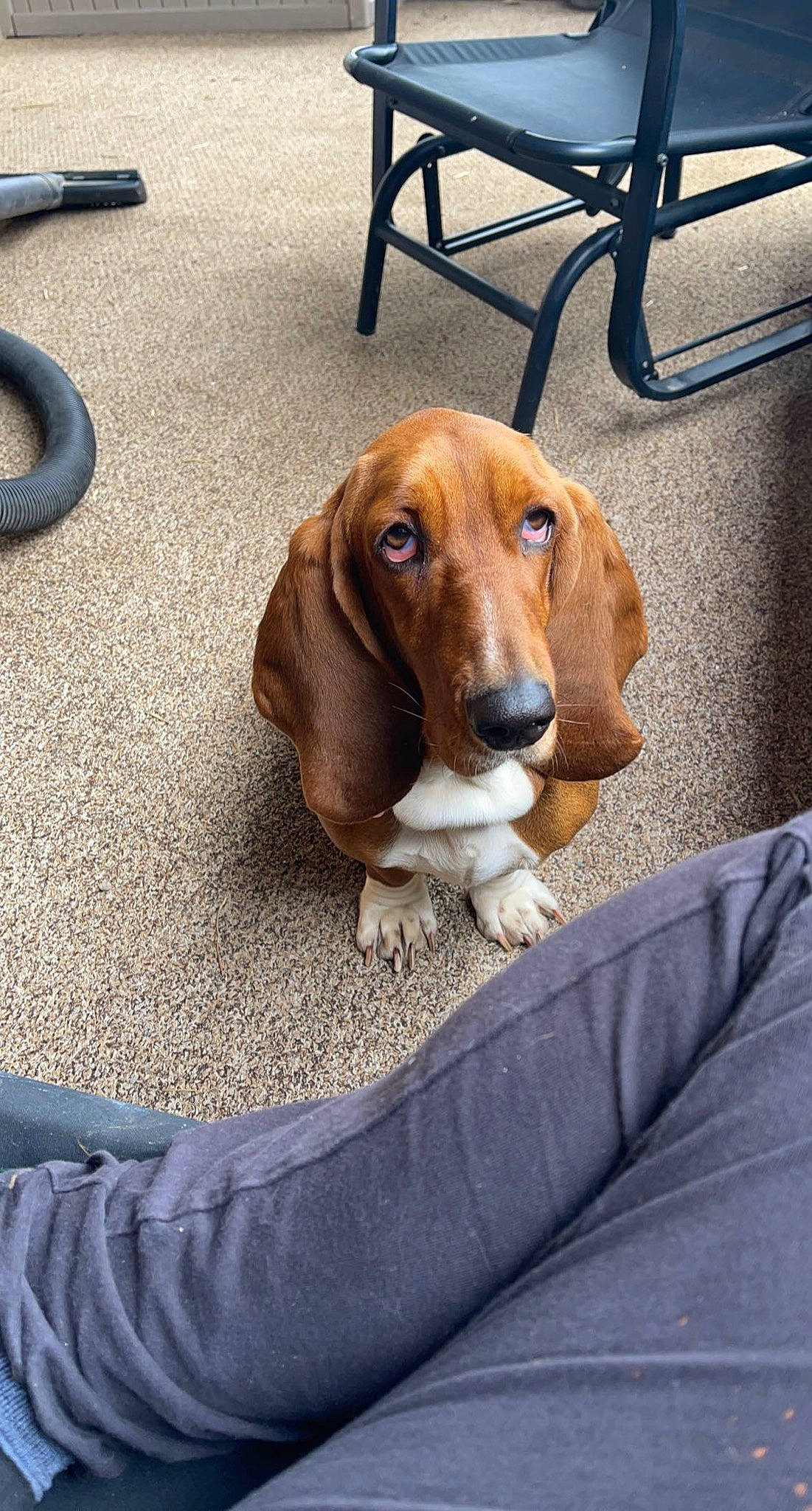 Coco is registered to the contest to win money with this photo: basset_artesien_normand, basset_hound, canidae, carnivore, companion_dog, dog, dog_breed, fawn, hound, hunting_dog, liver, pet_supply, scent_hound, snout, sporting_group, terrestrial_animal, wood, working_animal