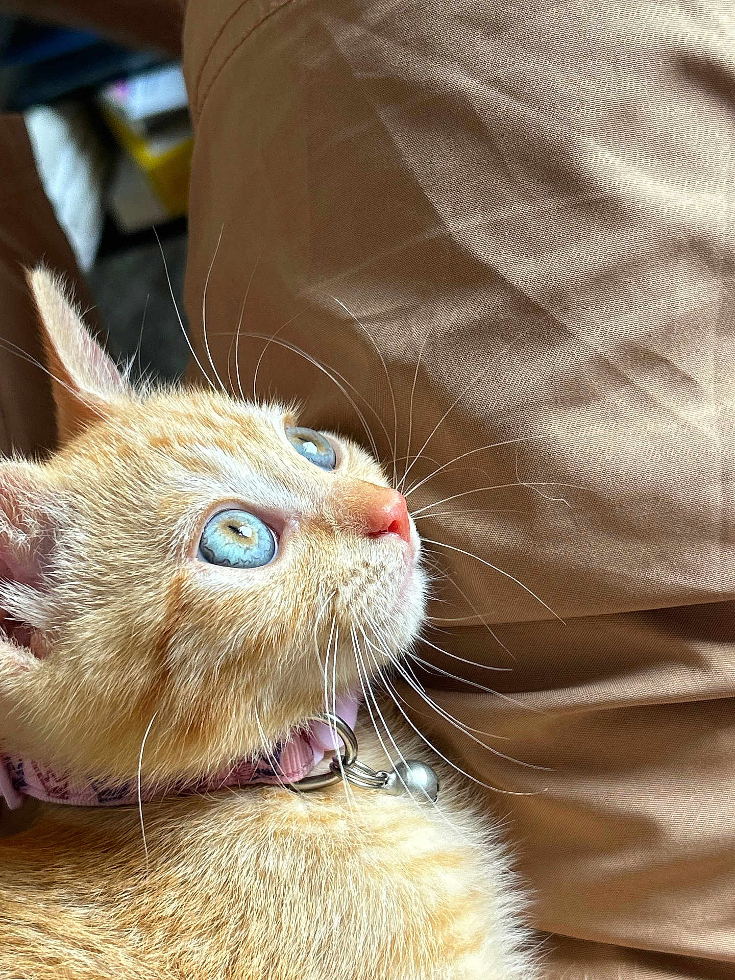 Emi is registered to the contest to win money with this photo: kitten, cat, orange_cat, blue_eyes, collar, bell, whiskers, close_up, pet, fur, curious, cute, domestic_cat, animal, indoor, resting, soft_texture, brown_background, young_cat, portrait