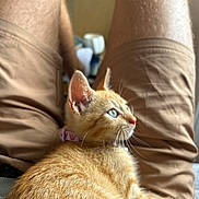 Emi is registered to the contest to win money with this photo: kitten, cat, ginger_cat, blue_eyes, pet, lap, human_legs, shorts, indoor, furry, whiskers, relaxed, close_up, domestic_animal, young_cat, resting, comfort, casual, soft_light, curious