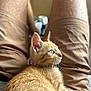 kitten, cat, ginger_cat, blue_eyes, pet, lap, human_legs, shorts, indoor, furry, whiskers, relaxed, close_up, domestic_animal, young_cat, resting, comfort, casual, soft_light, curious