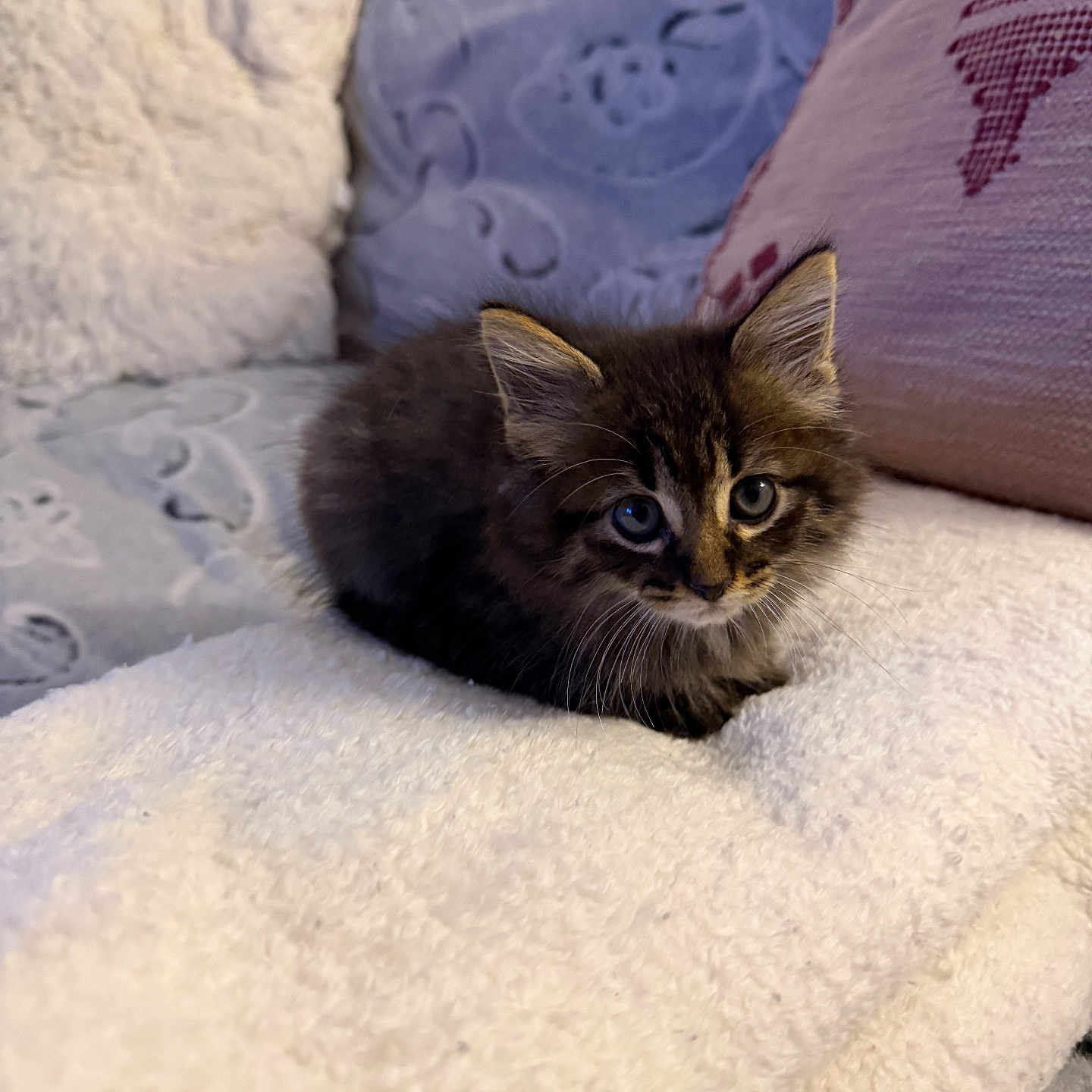 Milo