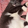 cat, tuxedo_cat, sleeping, relaxed, adorable, furry, black_and_white, pink_blanket, cozy, indoors, pet, whiskers, closed_eyes, paws, cuddling, resting, soft_texture, portrait, nap, photobomb
