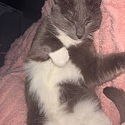 Nala participe au concours pour gagner de l'argent avec cette photo : cat, kitten, gray_and_white, sleeping, sleepy, relaxed, blanket, pink_blanket, cozy, indoors, pet, feline, whiskers, closed_eyes, paws, fur, lying_down, cute, portrait, snuggling