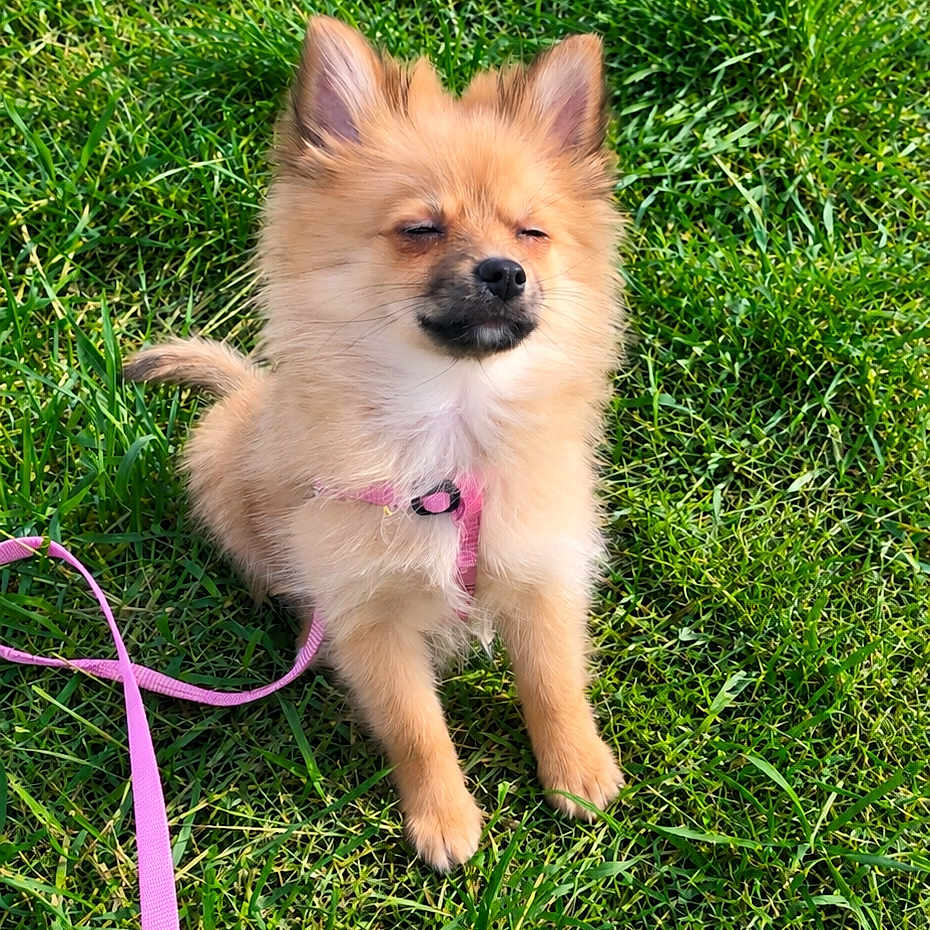 Chelsea a rejoint le concours — aidez-le/la à gagner de superbes lots ! puppy, dog, small_dog, fluffy, tan_fur, grass, outdoor, sitting, pink_leash, collar, pet, animal, portrait, cute, sunlight, greenery, lawn, upright_ears, black_nose, playful