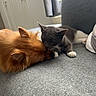 Chelsea participe au concours pour gagner de l'argent avec cette photo : cat, dog, tuxedo_cat, ginger_dog, pets, animals, cuddling,  friendship, sleeping, lying_down, sofa, couch, indoor, home, cozy, window, curtain, gray_fabric, fluffy, adorable