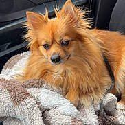 Chelsea participe au concours pour gagner de l'argent avec cette photo : dog, puppy, fluffy, orange_fur, long_hair, pointed_ears, brown_eyes, black_nose, sitting, car, car_interior, passenger_seat, blanket, harness, leash, cozy, portrait, pet, indoors, cute