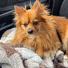 dog, puppy, fluffy, orange_fur, long_hair, pointed_ears, brown_eyes, black_nose, sitting, car, car_interior, passenger_seat, blanket, harness, leash, cozy, portrait, pet, indoors, cute