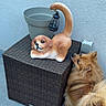 dog, puppy, statue, figurine, animal, fluffy, long_hair, brown_dog, outdoor, patio, tile_floor, wicker_table, planter, lantern, decor, garden, curled_tail, looking, portrait, funny