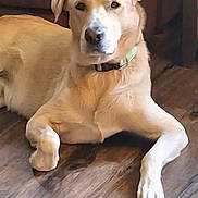 Chevy joined the competition — help win amazing prizes! dog, yellow_dog, collar, floor, wooden_floor, indoor, pet, canine, relaxed, lying_down, furniture, couch, brown_couch, domestic_animal, companion, animal, mammal, fur, paw, resting