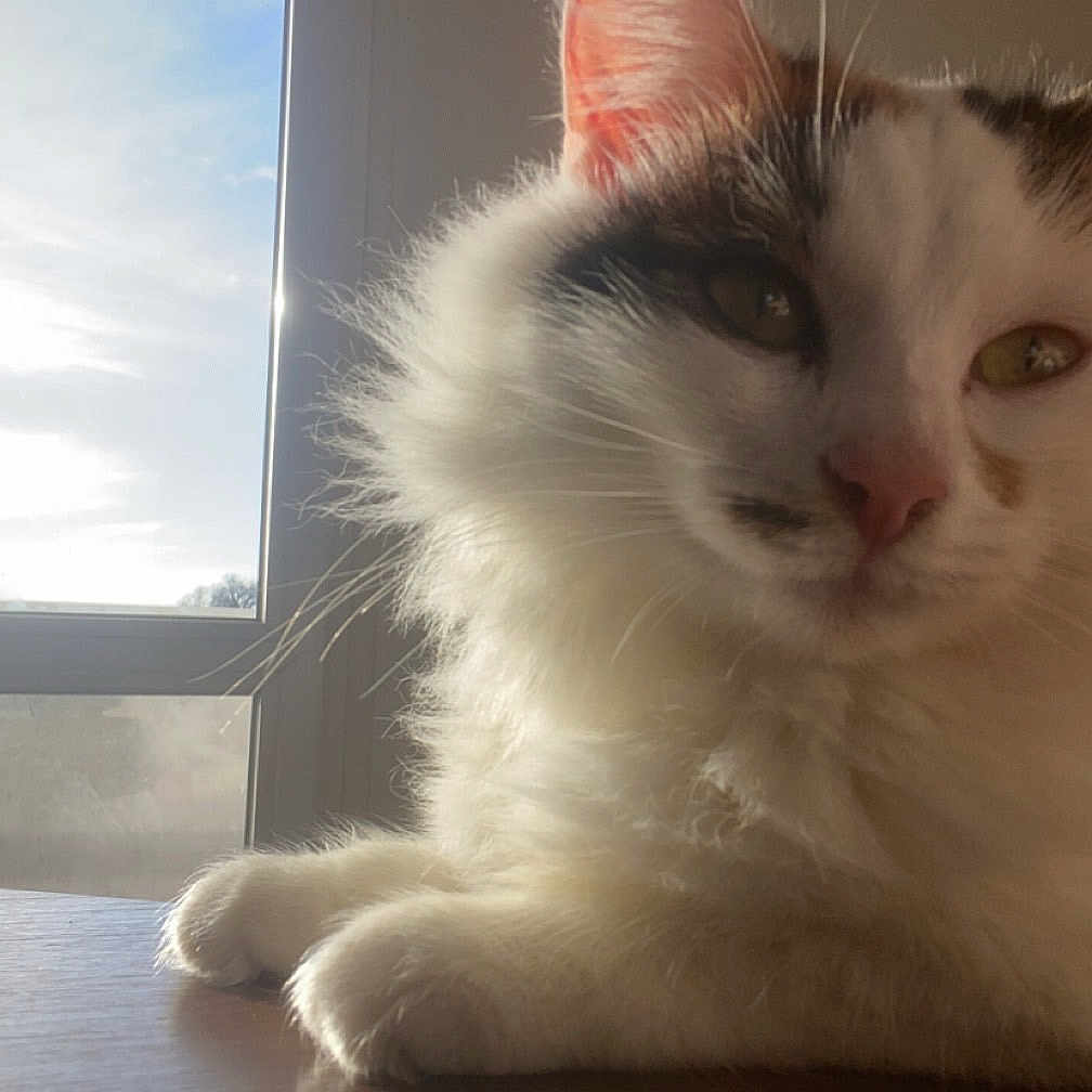 Chanel participe au concours pour gagner de l'argent avec cette photo : abyssinian, angora, animal, architecture, building, cat, chair, couch, furniture, hardwood, indoors, kitten, manx, person, pet, siamese, sleeping, white, window, wood