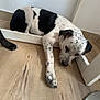 animal, black_and_white, canine, companion, corner, dog, domestic_animal, floor, house, indoor, lying_down, paw, pet, quiet, relaxed, resting, sleepy, spotted, white_wall, wooden_floor