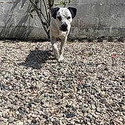 Aïko participe au concours pour gagner de l'argent avec cette photo : alone, animal, concrete_wall, daylight, dog, ears, fur, gravel, ground, nature, outdoor, pebbles, pet, plant, shadow, shrub, snout, spotted_dog, sunlight, walking