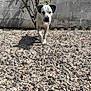 alone, animal, concrete_wall, daylight, dog, ears, fur, gravel, ground, nature, outdoor, pebbles, pet, plant, shadow, shrub, snout, spotted_dog, sunlight, walking